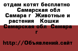 отдам котят бесплатно)  - Самарская обл., Самара г. Животные и растения » Кошки   . Самарская обл.,Самара г.